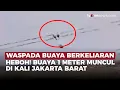 Download Lagu Jakarta Barat Geger! Buaya Berkeliaran di Kali Dekat Permukiman | OneNews Update
