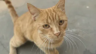 the cat doesnt like my camera
