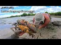 Lagu Aksi nekat perantau dari makassar berburu kepiting langsung di lubang sarangnya