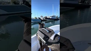#dream #fyp #pets #doberman #boat