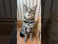 Hello girl 6 7 cat version
