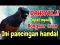 Download Lagu DAHSYAT PANCINGAN MURAI BATU GACOR BONGKAR ISIAN TERBUKTI ATASI MURAI DIAM LANGSUNG CEPAT GACOR