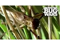 Bulldog Raspy Cricket Vs Whistling Tarantula MONSTER BUG WARS