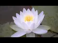 Lagu Gongyo - Very very fast with 20 minutes Daimoku