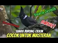 Download Lagu Suara Burung Cililin Gacor, Cocok Untuk Masteran
