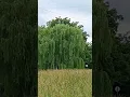 Download Lagu Big Beautiful Weeping Willow Tree in West Mineral, Kansas #weepingwillow #tree #willow #alongtheway