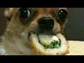 Cursed images of Dogs Big edition