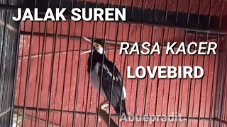 Download suara burung JALAK SUREN GACOR FULL ISIAN KACER DAN LOVEBIRD MP3