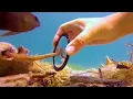 Download Lagu Tiny Octopus Gets So Excited When His Diver Friend Comes To Visit Him | The Dodo