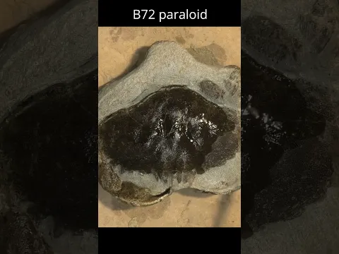 A quick pie crust crab prep #fossils #geology #paleontology