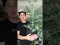 Eucalyptus True Blue care guide