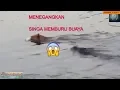 Berani Ganggu Kawanan Singa Sedang Berburu, Buaya Berakhir Seperti ini!