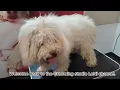 Grooming neglected white Lagotto Romagnolo - After Dreadlocks