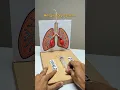 Respiratory System Working model System in Human