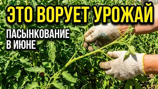 Почему томаты уходят в ботву, а помидоров мало — главная ошибка июня