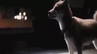 موسيقى حزينة مع قصة وفاء الكلب اتحداك الا تشاهده  موسيقى حزينة مع قصة وفاء الكلب اتحداك الا تشاهده