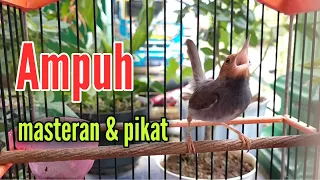 ampuh suara prenjak cocok buat pikat dan masteran