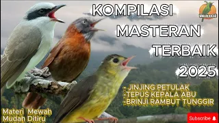 bikin kaget masteran terbaru 2025 jinjing petulak tepus kepala abu brinji mewah kicaumania