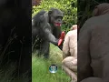 Download Lagu Red Teeth Alert! #Chimpanzees #TwycrossZoo #viralshorts