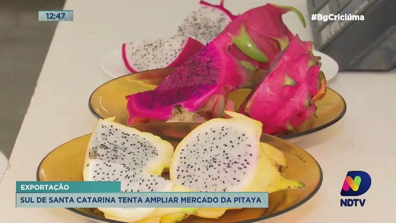 Produtores do Sul de Santa Catarina apostam em exportação para ampliar mercado da pitaya