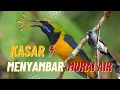 Download Lagu EDAN !! CUCAK CUNGKO NEMBAK ISIAN MURAI AIR! MUDAH DI TIRUKAN