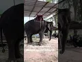 Lagu πItβs Time For Fresh Grass, Rest, And Much Needed Retirement For Kham Phaeng!π