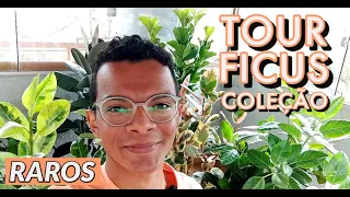 TOUR por todos os meus FICUS! + de 10 tipos diferentes!
