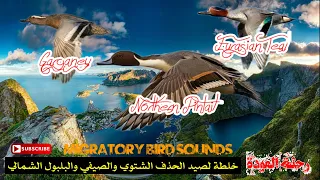 رحلة العودة خلطة لصيد الحذف الشتوي والصيفي والبلبول Hunting Mix For E Teal Garganey And N Pintail 