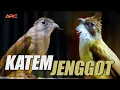 MASTERAN KAPAS TEMBAK VS CUCAK JENGGOT