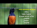 Download Lagu Murai batu jenis apapun pasti langsung NYAUT dan EKOSI dengar teriakan murai batu ini.