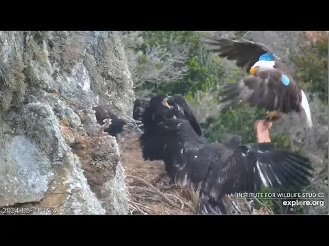 Download MP3 West End Eagles ~ Thunder & AK Back To Back 3 Fish Deliveries! AK Returns To Eat & Feed His Eaglets