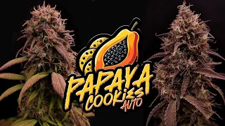 Papaya Cookies Auto | Full Grow Diary