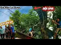 Download Lagu Cưa cây Còng khủng trùm lên dây điện / Sawing a giant Trembesi tree covering the electric wire | P98