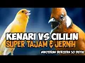 Download Lagu MASTERAN KENARI VS CILILIN ROL PANJANG || KENARI SAMBUNG CILILIN || KENARI KOMBINASI CILILIN JERNIH