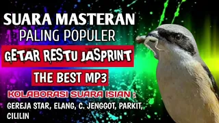 masteran cendet jassprint 2021 getar restu raja getar