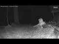 Great Horned Owl taking skunk