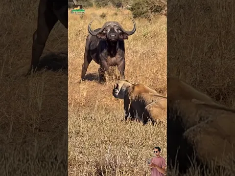 Kaget! Kerbau Mendeteksi Kehadiran Singa di Savana, Bahaya Mengintai! #animals #kerbau #singa