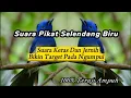 Download Lagu Suara Pikat Tledekan Biru / Selendang Biru Cukup 5 Menit Bawa Rombongan || Buktikan Sendiri‼️