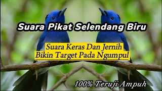 Download Suara Pikat Tledekan Biru / Selendang Biru Cukup 5 Menit Bawa Rombongan || Buktikan Sendiri‼️ MP3