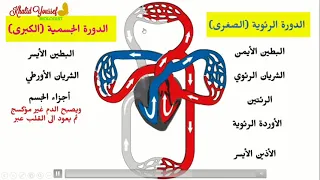 الدورة الدموية  الدورة الدموية