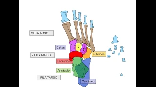 Huesos del del pie - Anatomía pedagógica