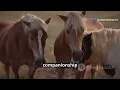 Mules vs Hinnies The Ultimate Hybrid Showdown