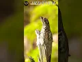 Potoo Bird sound#birds #cutebirds #nature #wildbirds #birdsounds