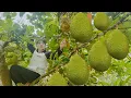 Download Lagu Single Mom Farm, Harvesting jackfruit, Cooking with the children