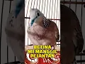 Download Lagu Tekukur Betina Memanggil Jantan ‼️