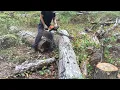STIHL MS 362 with 28 inch bar