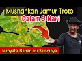 Lagu Sembuh 100% Dari Serangan Jamur Kuning Trotol GANAS..!!!