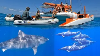 Diving with Sharks, Dolphins, Wahoo & Doggys on the Great Barrier Reef (Sailing Popao) Ep.52