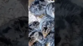 تربيه الفراخ الرومى الصحيحة من عمر يوم 