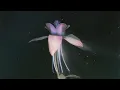 Tor - Eleuthera (Catching Flies Remix) [Official Audio]